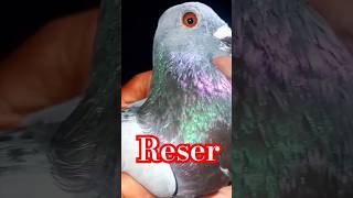 Kabootar bazi videos 🔥💯#pigeon #kabutar #bird #birdspecies #kabootars #birdspecies #shortsvideo