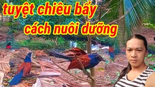 Tuyệt Chiêu Bẩy Chim Bìm Bịp.Cách Trị Bệnh Khi Chim Bị Xù Lông ,Tiêu Chảy...Cảm Cúm