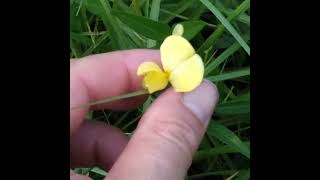 Hairy Cowpeas