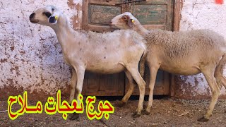 جوج نعجات ضارات بتلات أشهر اللهم بارك … لــلــبـيــع 🏅🐑