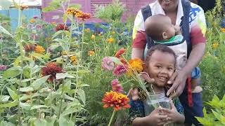 BUNGA CANTIK DI KEBUNKU! MERAUKE RASA BELANDA! BUNGA POTONG DI MERAUKE!