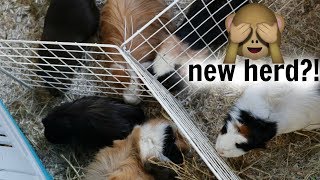 Guinea Pigs Meet For First Time!