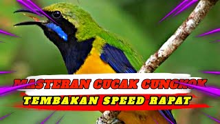 CUCAK CUNGKOK FULL TEMBAKAN GACOR KESUKAAN JURI (MASTERAN CUCAK CUNGKOK) 2024❗