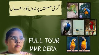 MMR Dera Full Tour #famivlogs #Viral #ytviral #beautiful #Lovebirds#piegion #Rabbits #Jackobien#MMR😇