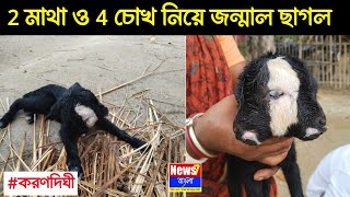 দুই মাথা ও চার চোখ নিয়ে জন্মাল ছাগল, গ্রামে চাঞ্চল্য | অদ্ভুত ছাগলের জন্ম, হতবাক গ্রামবাসী!