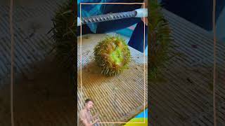 Woman harvesting Prickly Water Lily #farming