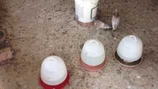 pigeons chicken feeder معلف للدواجن والطيور