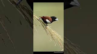 Munia bird#birds#wildlife#nature