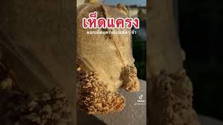 เห็ดแครง - ดอกเห็ดแครงแบบชัดๆ จ้า #เห็ด #splitgillmushroom #เห็ดแครง #mushroom