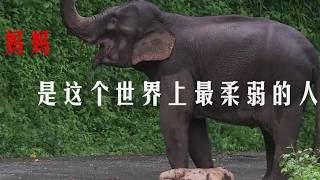 動物界的母愛同樣震撼人心|Maternal love in the animal world is equally shocking