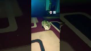 ghost on camera #ghostlyapparitions #scary #ghost #horrorgaming #cat #catbreed #scary #shortsvideo