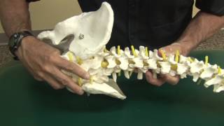 Treating Sciatica with Lumbar Spine Rotations