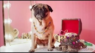 Get Covered America - "Take Care People" - Comercial de TV - Propaganda com Pug