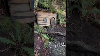 Big Tree Trail Kitsap Washington