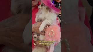 Fomos ver Barbie no cinepet especial. #cinepet #cinemapetfriendly #passeiocomcachorro #cachorros