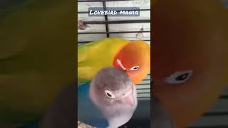 Pasangan Mesra Burung Lovebird