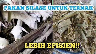 TERNAK DOMBA DENGAN SILASE - LEBIH EFISIEN WAKTU