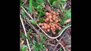 Ringless Honey Mushrooms