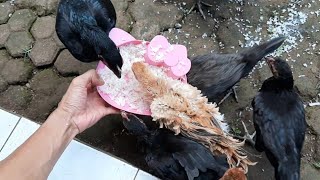 Ngasih Makan Ayam Kampung & Ayam Rintit Bulu Keriting