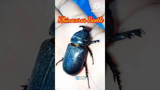 rhinoceros beetle #shorts #beetle