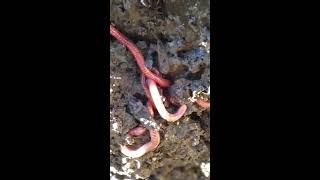 Worms