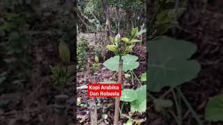 Setelah 2 minggu Di sambung Pucuk ,Topworking  kopi klon Robusta #shorts #viral #kebunkopi #video