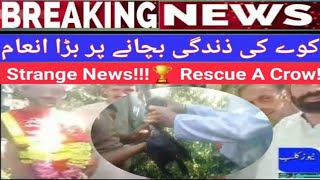 🔴Strange:Big net 🔝 🎩 cash Price got on Crow rescue in Mansehra by team member from a citizen!