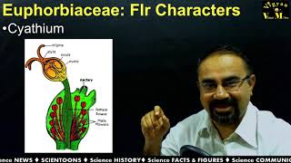 Euphorbiaceae family with Gujarati Narration