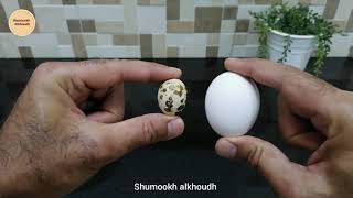 فوائد بيض السمان وطريقة تحضيره  बटेर के अंडे Quail  eggs 鹌鹑蛋