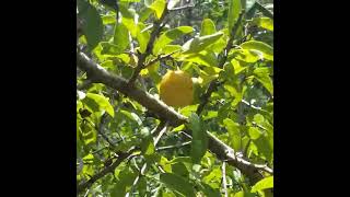 Tallow Plums