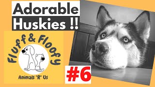 Husky jumps over fence in kitchen & Husky covered in snow! Comp. 6! #shorts