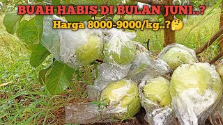 BUAH HABIS DI BULAN JUNI..??🤔🤔