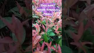 sholawat badar sungguh merdu#sholawat #fypシ゚viral #quotes #shorts