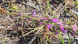 Blazing Star Wildlife