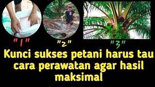 cara pupuk sawit harus seperti ini‼️ikuti aturan PT ➡️hasil maksimal jos#sawit #petani #buahsuper