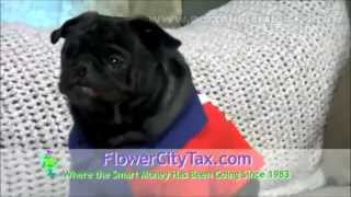 Flower City Tax & Accounting - parte 2 - Comercial de TV - Propaganda com Pug