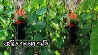 পান চাষ পদ্ধতি। যশোরের সফল নারীর পান চাষ। বিঘাপ্রতি ২ লাখ টাকা আয় করছে তিনি। 