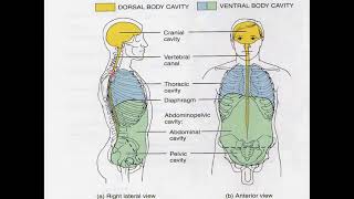 Anatomical Body cavities & Regions