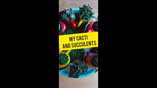 My cacti and succulents collection