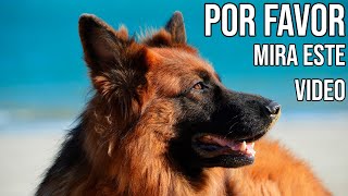 LA HISTORIA DE ESTE PERRITO TE CONMOVERÁ