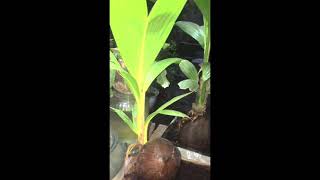 Bonsai kelapa#shorts