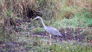 Great Blue Heron: Foraging Technique (3 October 2023)