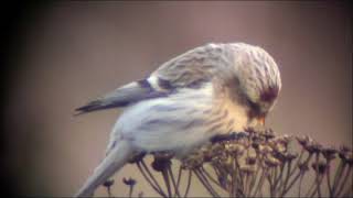 Snösiska/Arctic Redpoll, (Carduelis hornemanni).