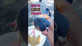 How to Catch Pigeons 😳 #pigeon