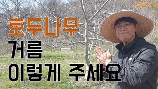 호두나무 거름 이렇게 주세요 I 나무키우기의 기본 중에 기본 거름주기