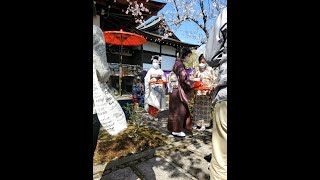 Kyoto Sakura 2022 Tenryuji Maiko San