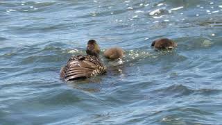 Common Eiders