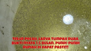 10 JAM JADI TELUR, 24 JAM JADI LARVA, UMUR 4 HARI SIAP DILEPAS KE KOLAM, 1,5 BULAN SIAP DI JUAL