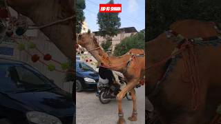 Beautyfull Camel🥰#youtubeshorts #viralvideo #ytshorts #shorts# camel