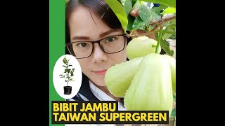 BIBIT JAMBU TAIWAN SUPERGREEN